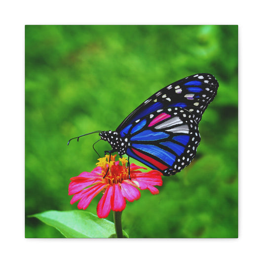Butterfly Classic Canvas Art